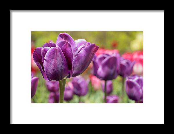 Flower Framed Print featuring the photograph Tulip Passionale by Dawn Cavalieri