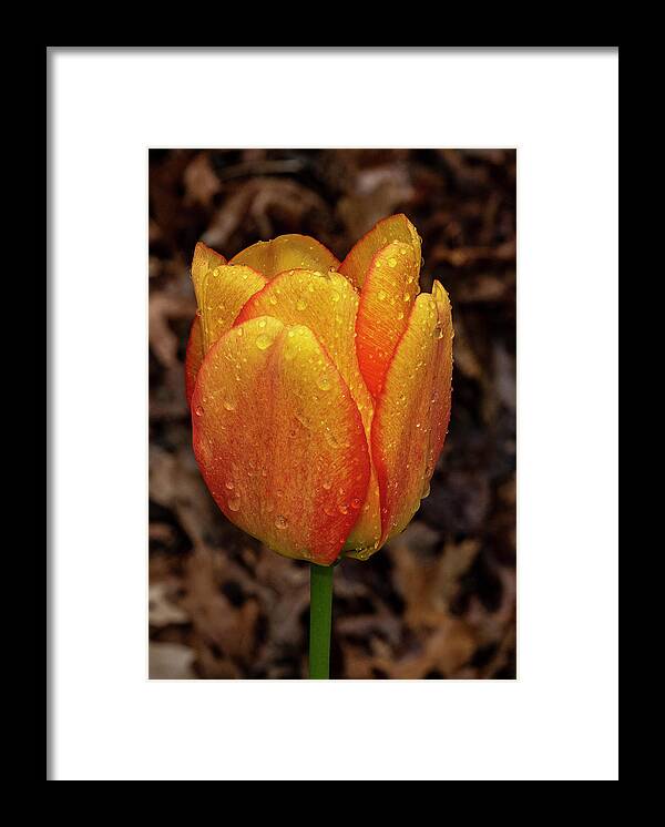 Flower Framed Print featuring the photograph Tulip Showers by Cathy Kovarik