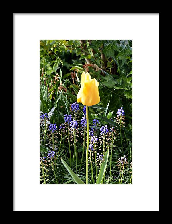 Flower Framed Print featuring the photograph Tulip by Thomas Schroeder