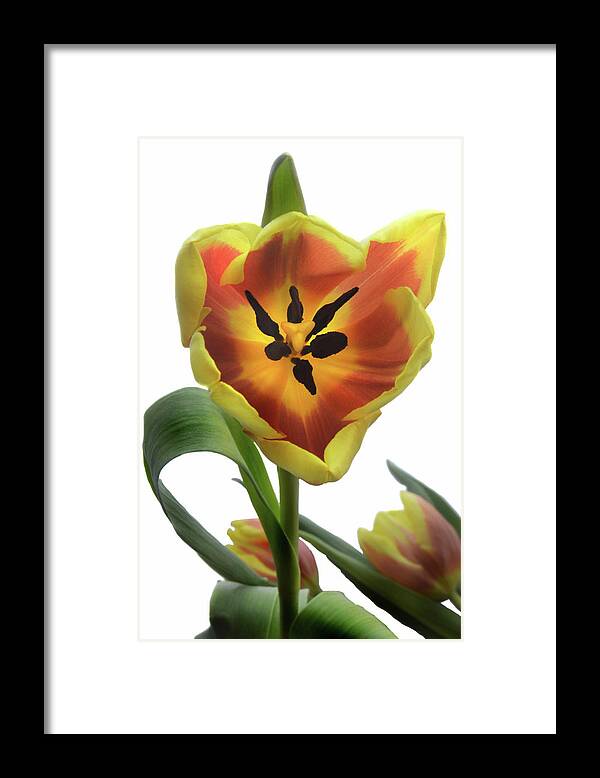 Tulips Framed Print featuring the photograph Tulip Time by Terence Davis