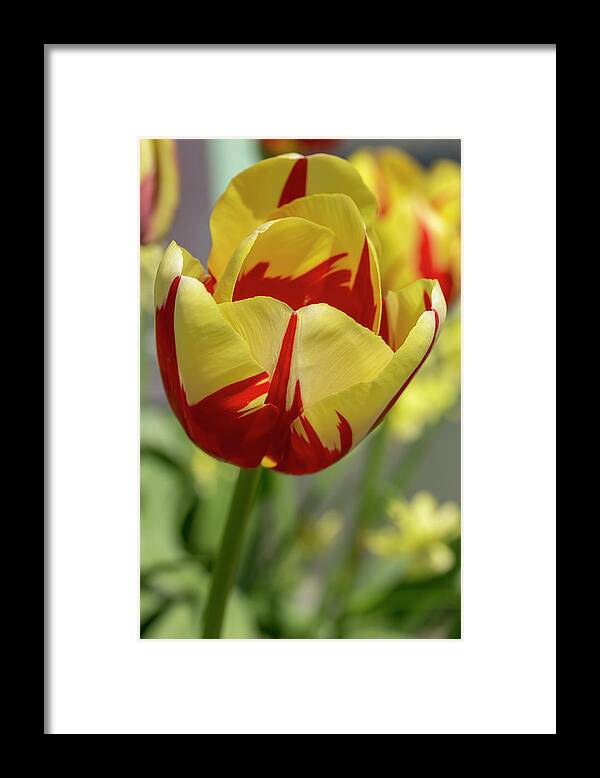 Tulips Framed Print featuring the photograph Tulip World Expression by Dawn Cavalieri