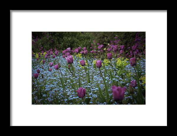 Tulips Framed Print featuring the photograph Tulips at Great Dixter Gardens by Perry Rodriguez