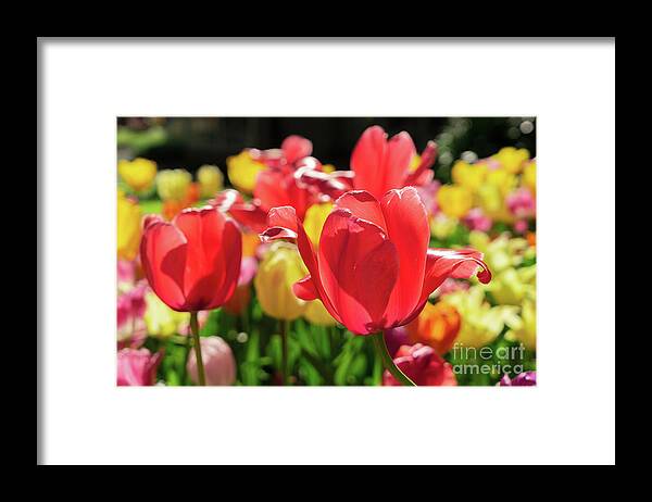 Tulips Framed Print featuring the photograph Tulip's Sunshine by Anastasy Yarmolovich