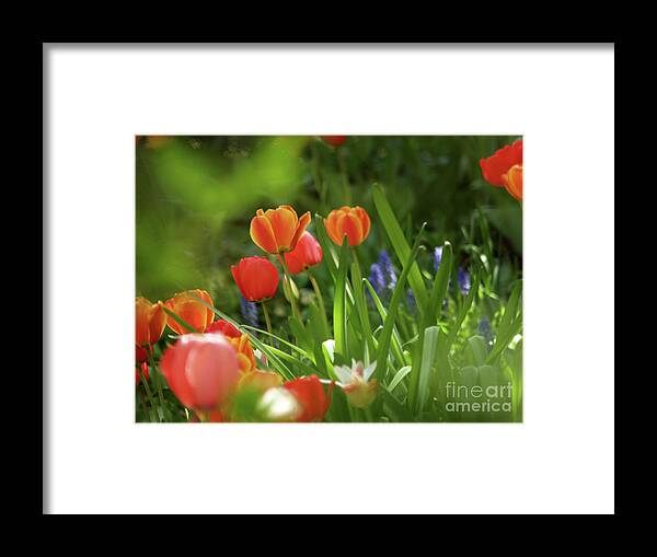 Flowers Framed Print featuring the photograph Tulips In A NY Garden by Dorothy Lee
