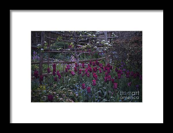 Tulips Framed Print featuring the photograph Tulips in the evening light by Perry Rodriguez