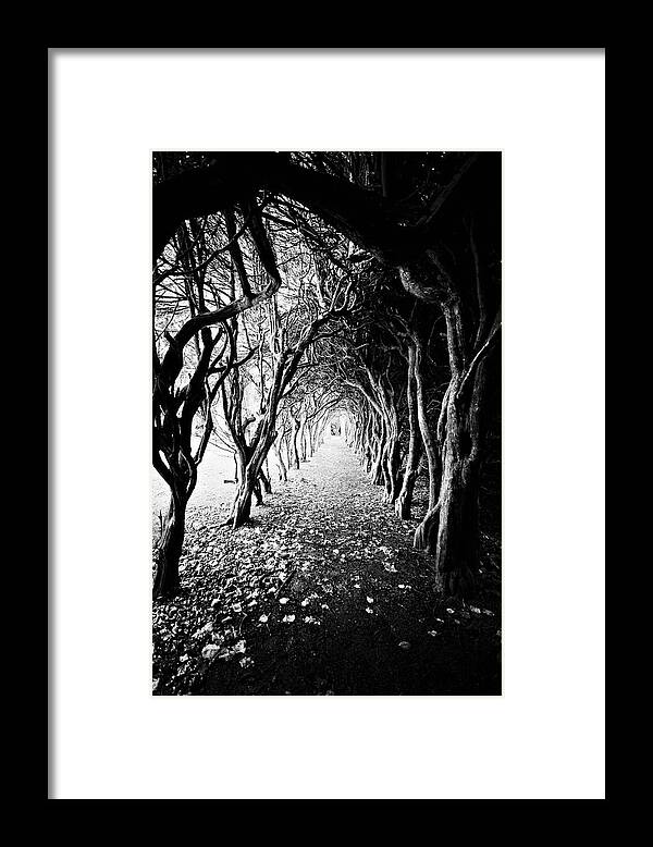 Tranquility Framed Print featuring the photograph Tunnel Of Trees by Michelle Mcmahon