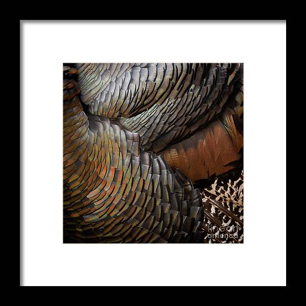Six different birds feathers For sale as Framed Prints, Photos, Wall Art  and Photo Gifts
