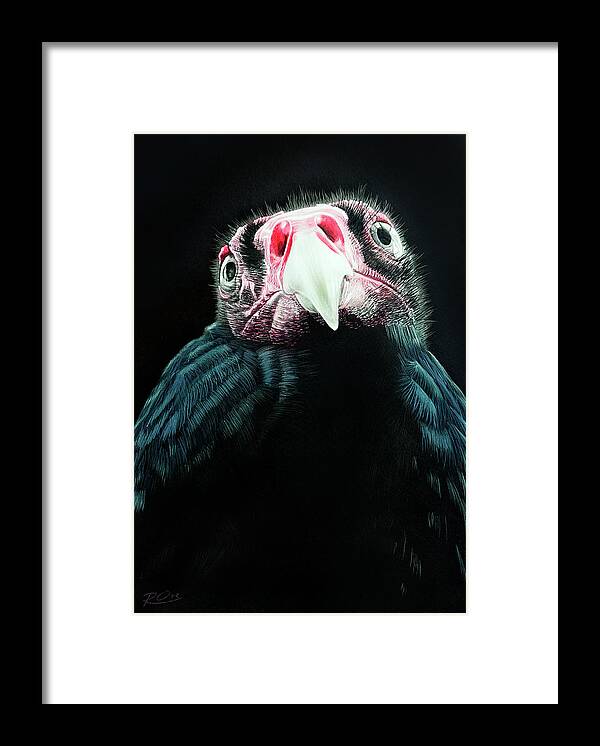Turkey Vulture Framed Print featuring the painting Turkey Vulture by Raymond Ore