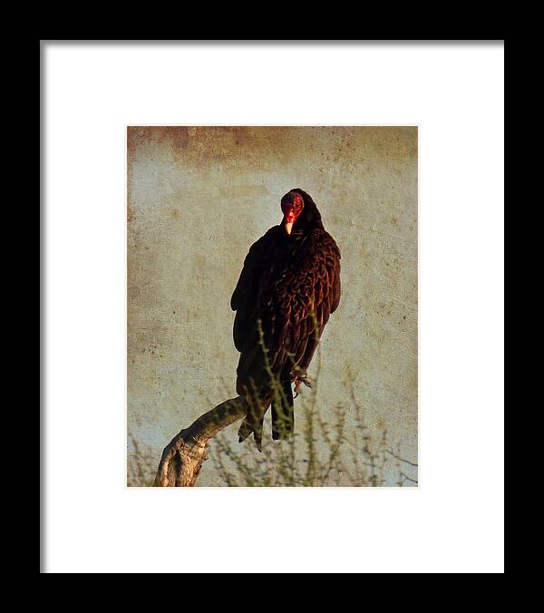 Arizona Framed Print featuring the photograph Turkey Vulture Vintage by Judy Kennedy