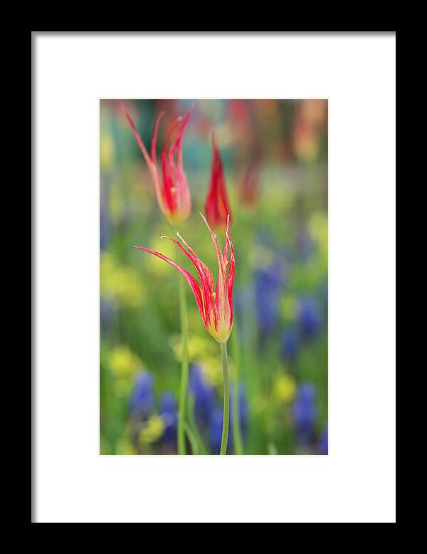 Colorful Framed Print featuring the photograph Turkish Tulips by Arthur Oleary