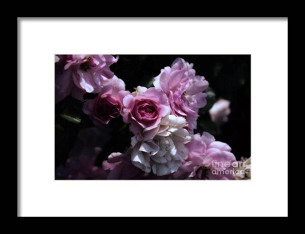 Flowers Framed Print featuring the photograph Turn of the Century Roses by Elaine Manley