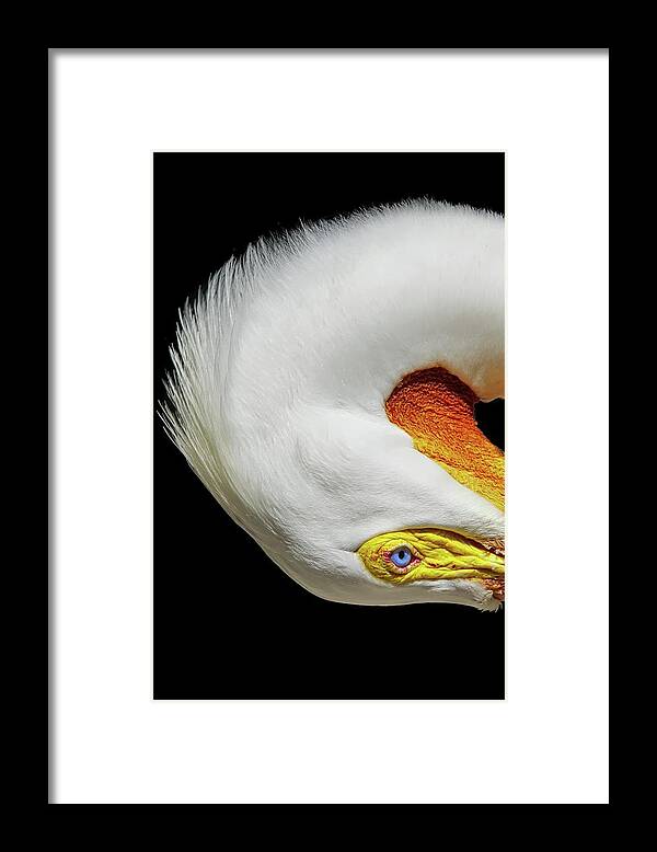 White Pelican Framed Print featuring the photograph Turn by Stoney Lawrentz