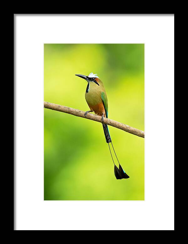 Turquoise-browed_motmot Framed Print featuring the photograph Turquoise-browed Motmot by Milan Zygmunt