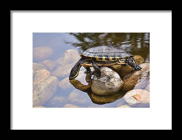 Turtle Framed Print featuring the photograph Turtle drinking water by Tatiana Travelways