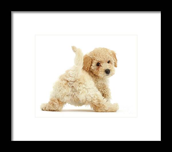 Cute Framed Print featuring the photograph Twerking Pooshon Pup by Warren Photographic