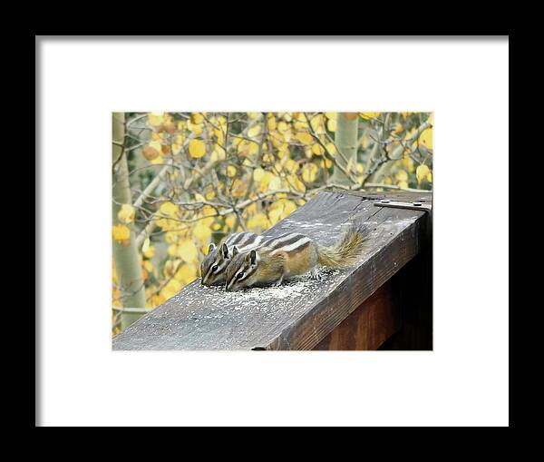 Animals Framed Print featuring the photograph Twin Chipmunks by Karen Stansberry