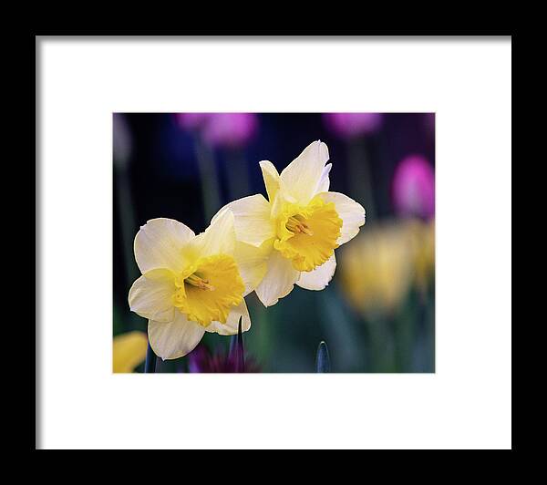 Art Framed Print featuring the photograph Twin Daffodils by Joan Han