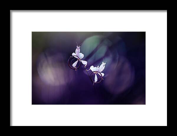 Macro Framed Print featuring the photograph Twin White Mantis by Andri Priyadi