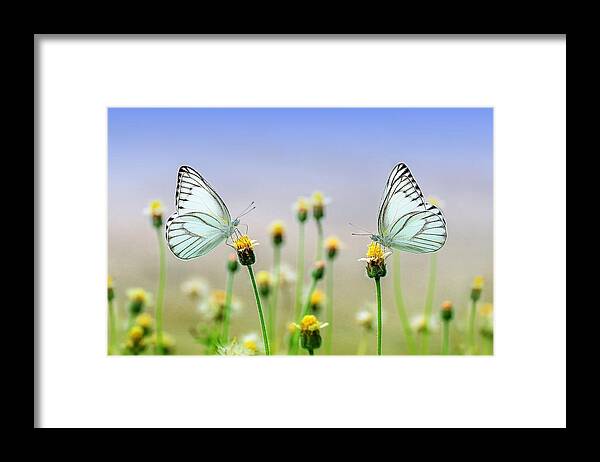  Framed Print featuring the photograph Two butterflies by Top Wallpapers