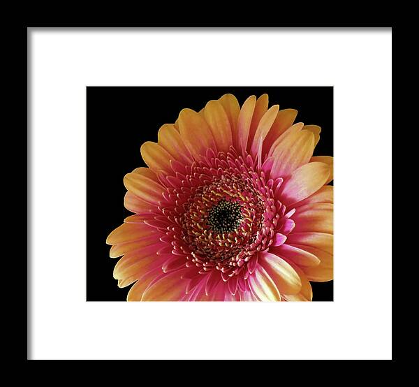 Flower Framed Print featuring the photograph Two Colored Gerbera Beauty by Johanna Hurmerinta