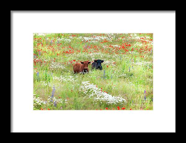 Cows Framed Print featuring the photograph Two Norfolk cows in wild flower meadow by Simon Bratt