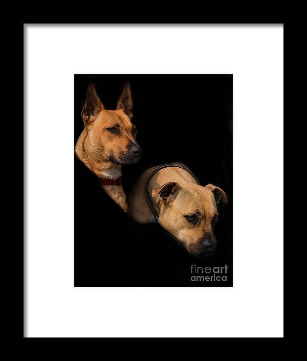 Animals Framed Print featuring the photograph Two Dogs by Elaine Teague