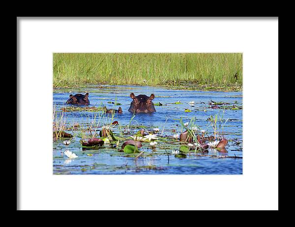 Botswana Framed Print featuring the photograph Two Hippos And Calf In Xigera by Brytta