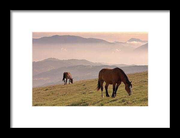 Horse Framed Print featuring the photograph Two Horses Grazing On Mountain Top In by Christiana Stawski