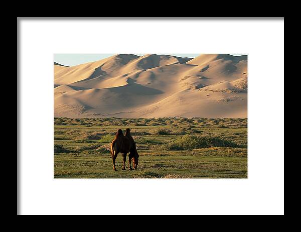 Tranquility Framed Print featuring the photograph Two Humped Bactrian Camel In Gobi Desert by Dave Stamboulis Travel Photography