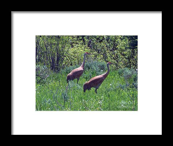 Sandhill Crane Framed Print featuring the photograph Two of a Kind by Dorrene BrownButterfield