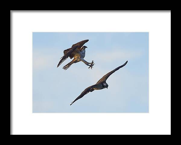 Osprey Framed Print featuring the photograph Two Playful Osprey by Johnny Chen