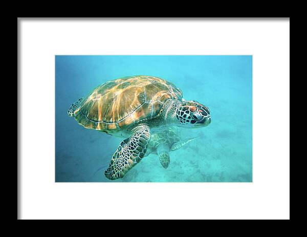Underwater Framed Print featuring the photograph Two Sea Turtles by Matteo Colombo