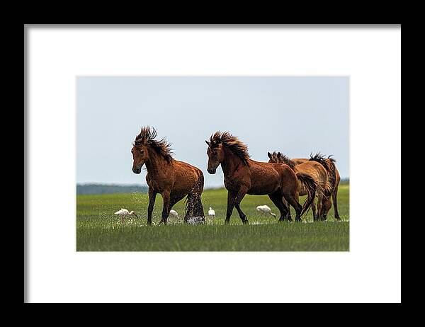 Wild Horses Framed Print featuring the photograph Two stallions competing by Dan Friend