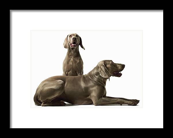 Pets Framed Print featuring the photograph Two Weimerarner Retrievers by Gandee Vasan