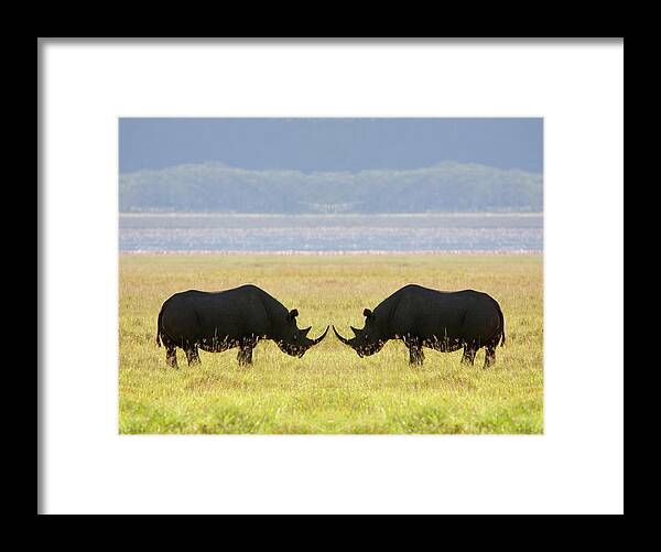 Animal Themes Framed Print featuring the photograph Two White Rhinoceros Face To Face On by Grant Faint