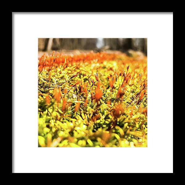 Photo Framed Print featuring the photograph Orange Moss 2 by Atousa Raissyan