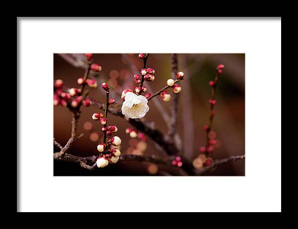 Bud Framed Print featuring the photograph Ume Blossom by Masato Morita