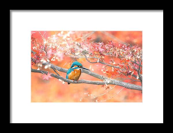 Animals Framed Print featuring the photograph Under The Autumn Leaves by Takashi Suzuki