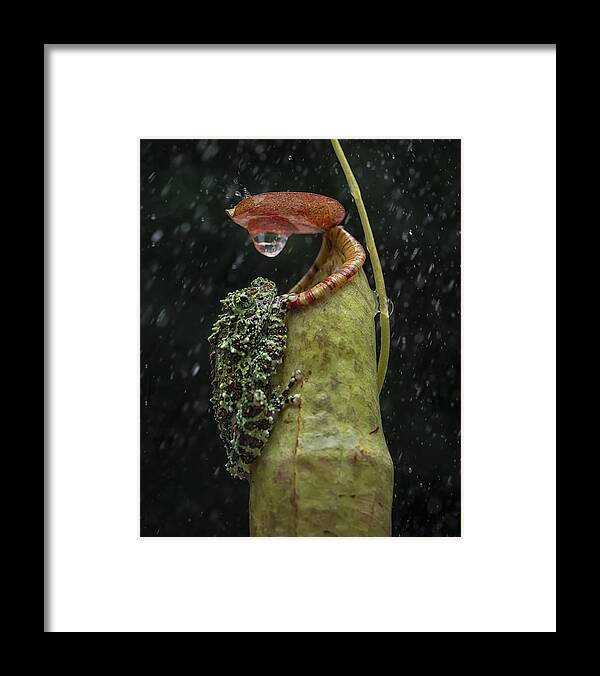 Animal Framed Print featuring the photograph Under The Rain by Tantoyensen