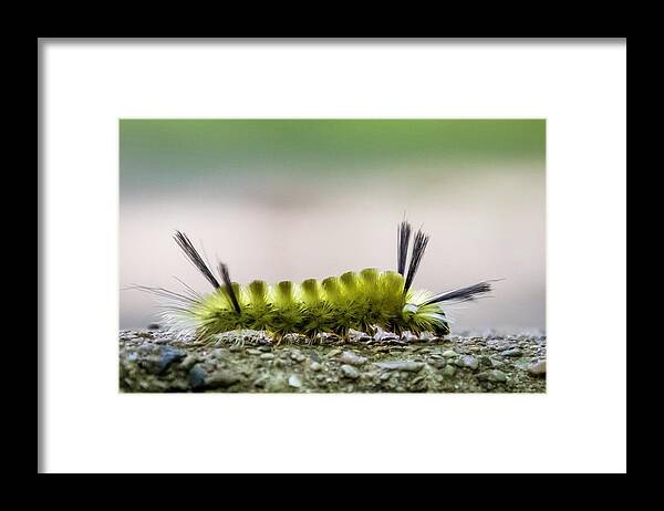 Caterpillar Framed Print featuring the photograph Underfoot by Terri Hart-Ellis