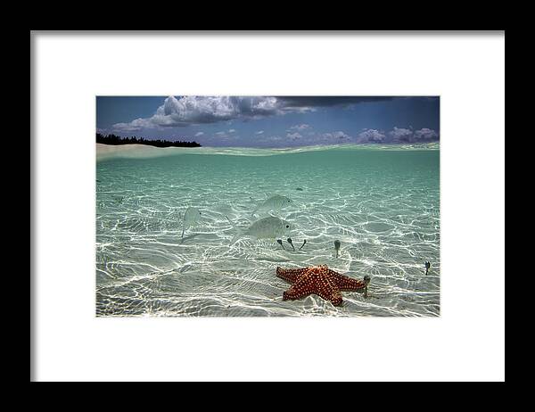 Sea Star Framed Print featuring the photograph Underwater by Elena Pardini