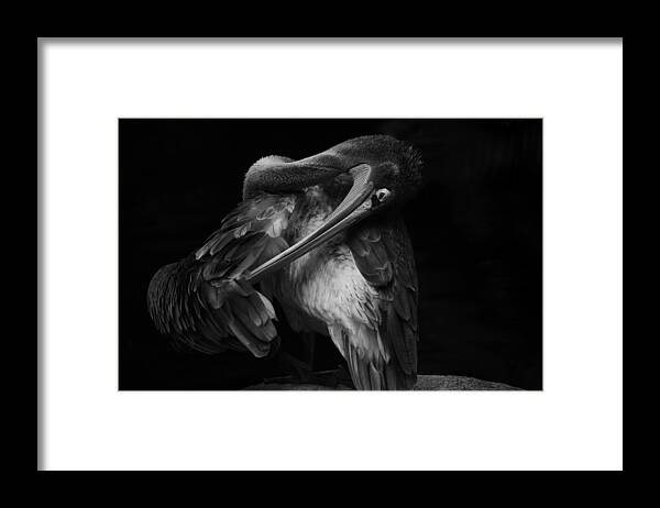 Nature Framed Print featuring the photograph Unintended Show by Krystina Wisniowska