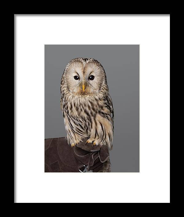 People Framed Print featuring the photograph Ural Owl Perched On Falconers Glove by Nisian Hughes
