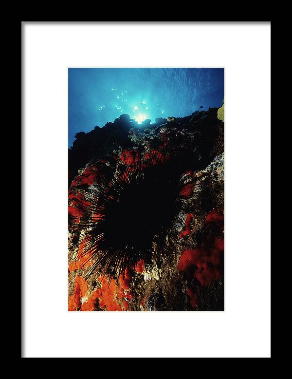Underwater Framed Print featuring the photograph Urchin Power by Tammy616