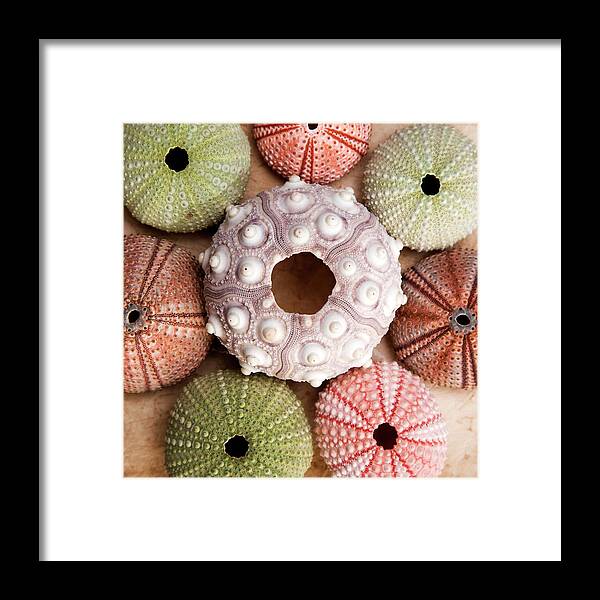Sea Urchin Framed Print featuring the photograph Urchin Square by Alex Bramwell