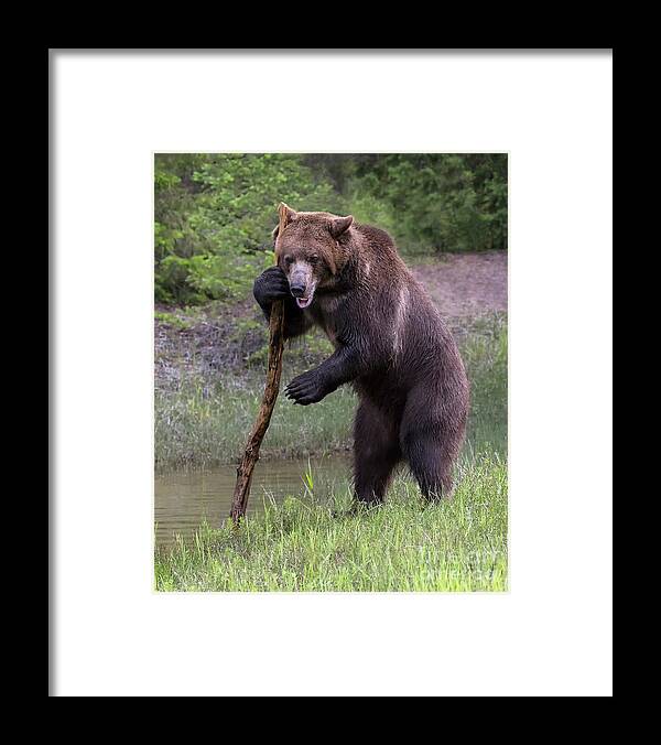 Bear Framed Print featuring the photograph Use the Force by Art Cole