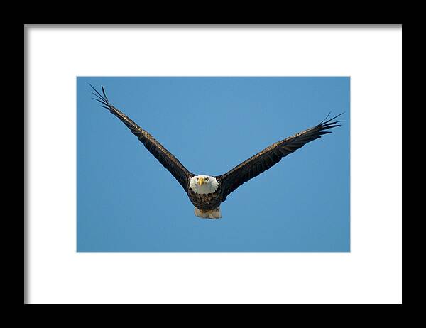 Eagle Framed Print featuring the photograph V by Steve Stuller