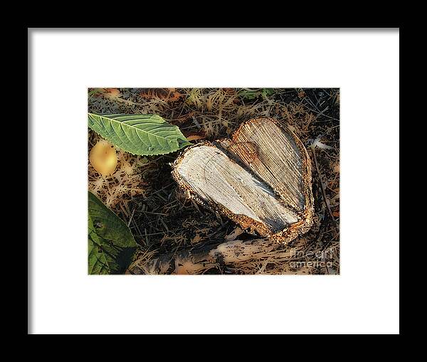 Valentine Framed Print featuring the photograph Valentine Tree Heart by Rich Collins