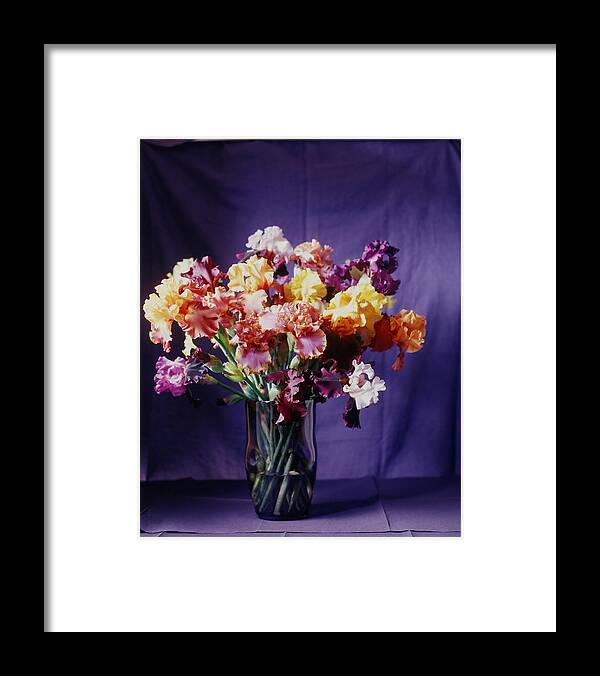 Vase Framed Print featuring the photograph Various Multi-colored Irises In A Vase by Victoria Pearson