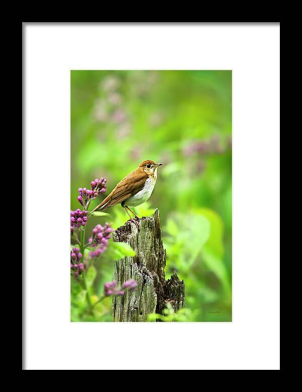 Bird Framed Print featuring the photograph Veery Bird by Christina Rollo